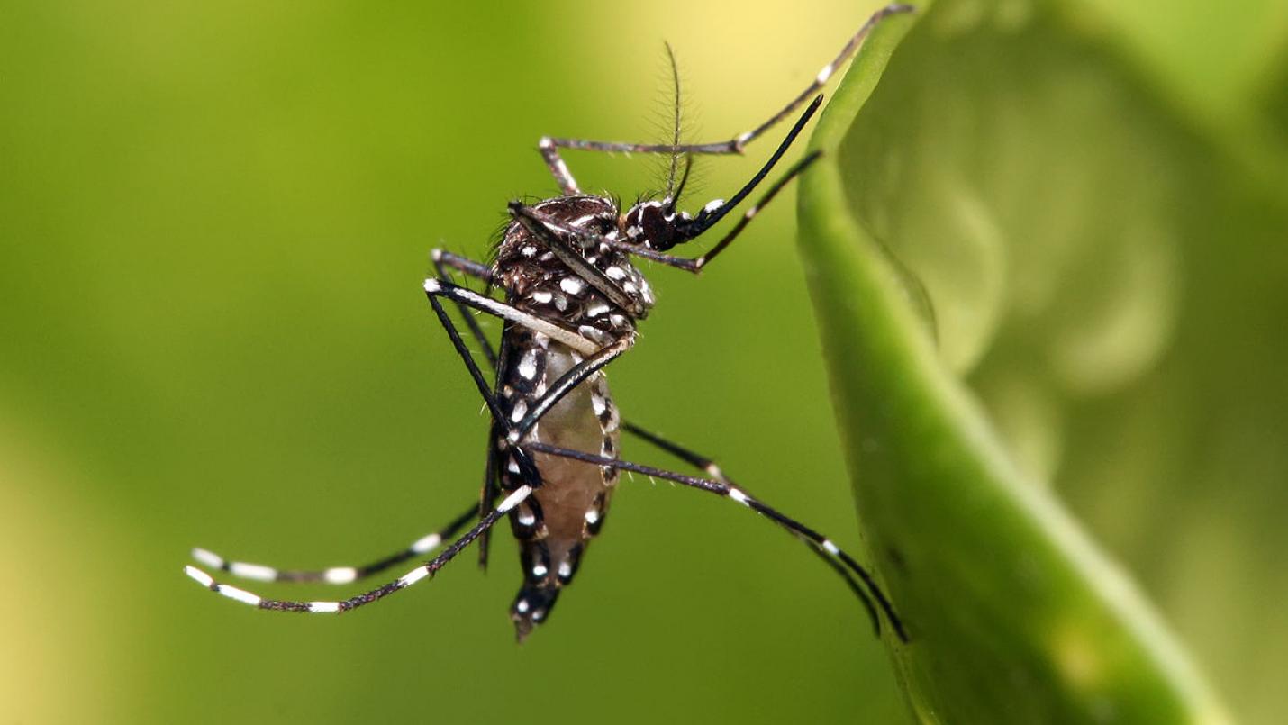 La Argentina se acerca a los 400 mil casos de dengue notificados en la temporada